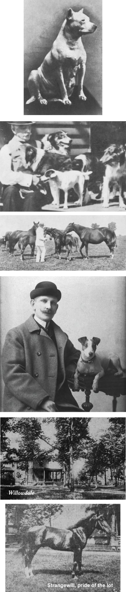 Will Davis and his dogs and horses